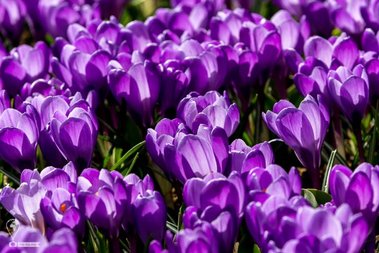 Crocuses 2018 © Tatiana Gladchenko