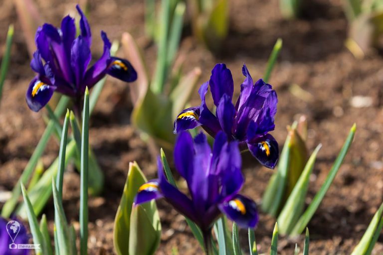 Keukenhof 2018 © Tatiana Gladchenko