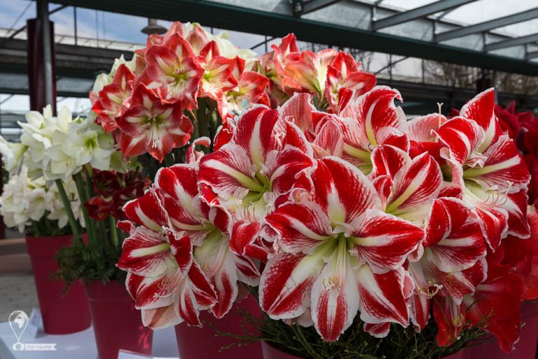 Keukenhof 2018 © Tatiana Gladchenko