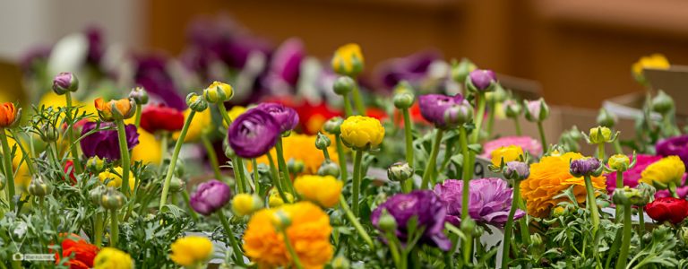 Easter Meissen 2018 © Tatiana Gladchenko