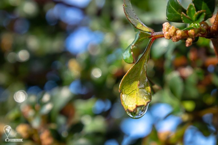 Raindrops 2018 © Tatiana Gladchenko