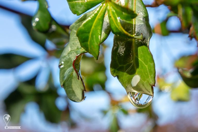 Raindrops 2018 © Tatiana Gladchenko