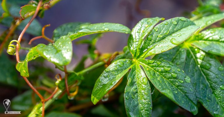 Raindrops 2018 © Tatiana Gladchenko
