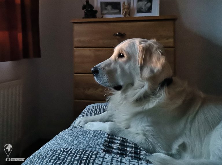 Vasko 2019