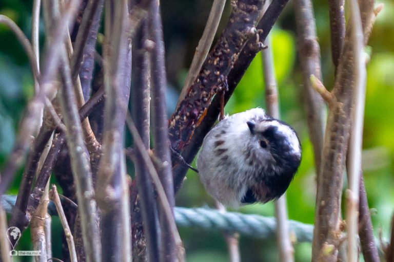 Long-tailed Tits © Tatiana Gladchenko