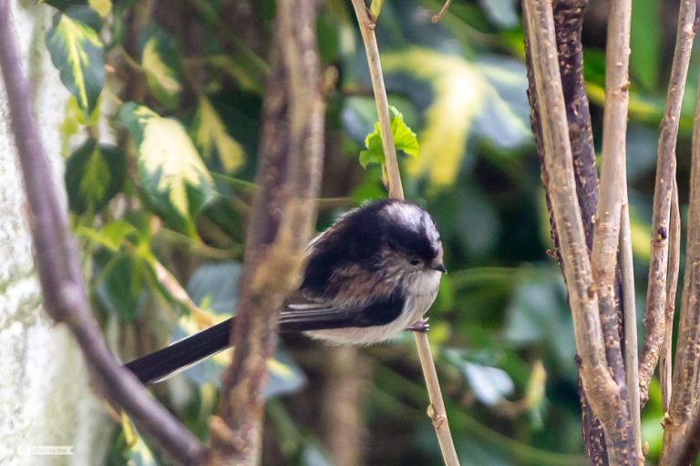 Long-tailed Tits © Tatiana Gladchenko