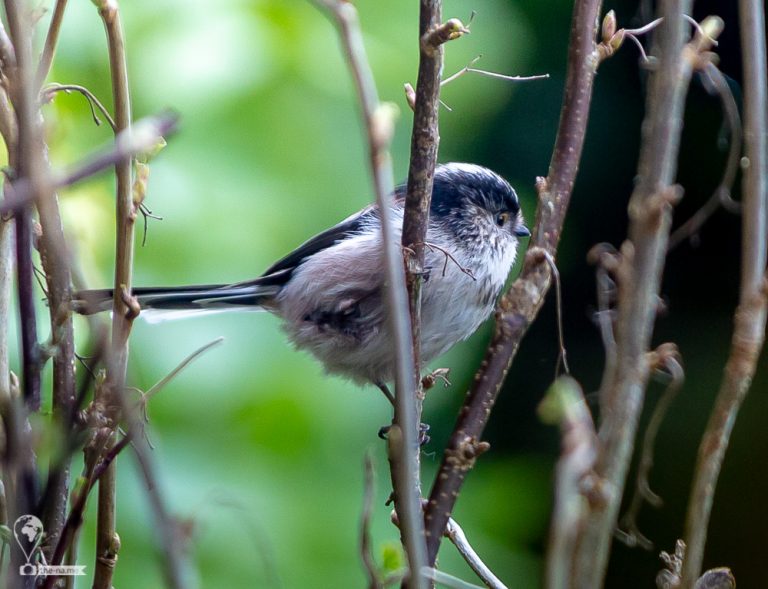 Long-tailed Tits © Tatiana Gladchenko