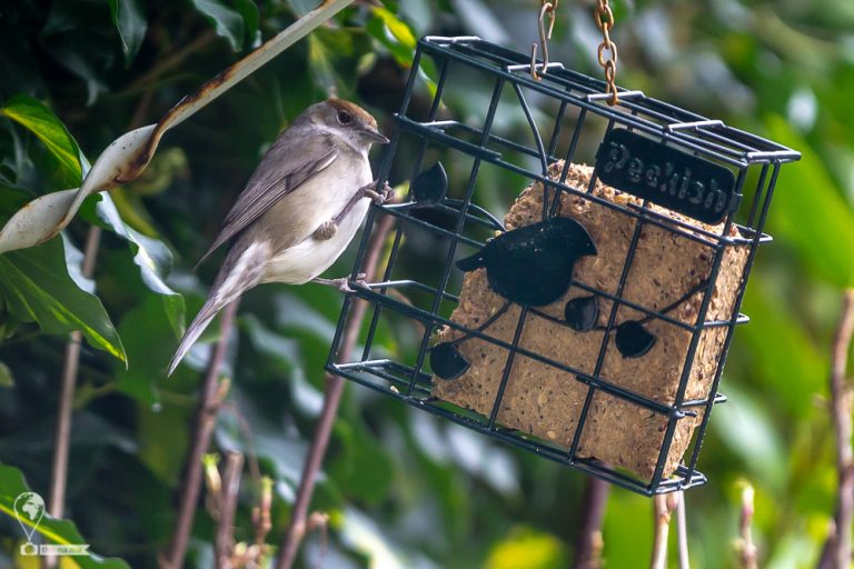 Blackcaps © Tatiana Gladchenko