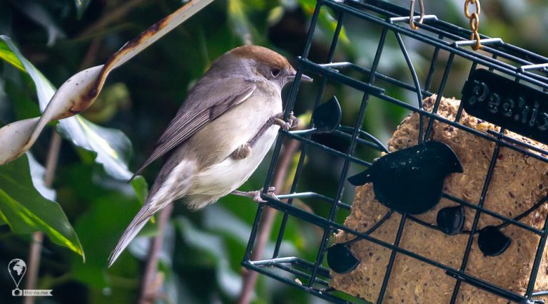 Blackcaps © Tatiana Gladchenko