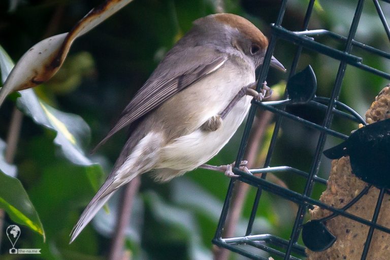 Blackcaps © Tatiana Gladchenko