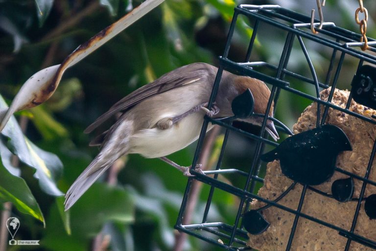 Blackcaps © Tatiana Gladchenko