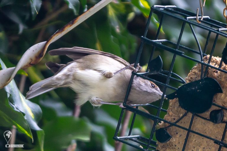 Blackcaps © Tatiana Gladchenko