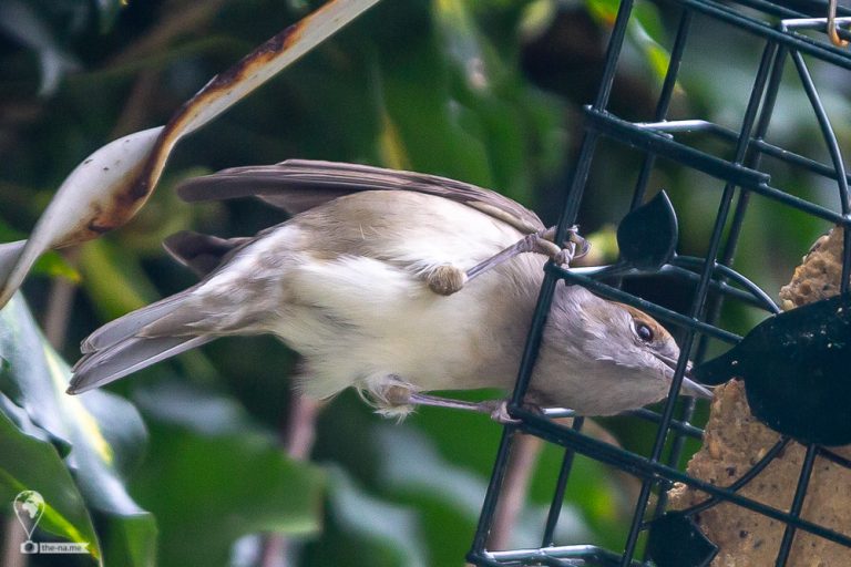 Blackcaps © Tatiana Gladchenko
