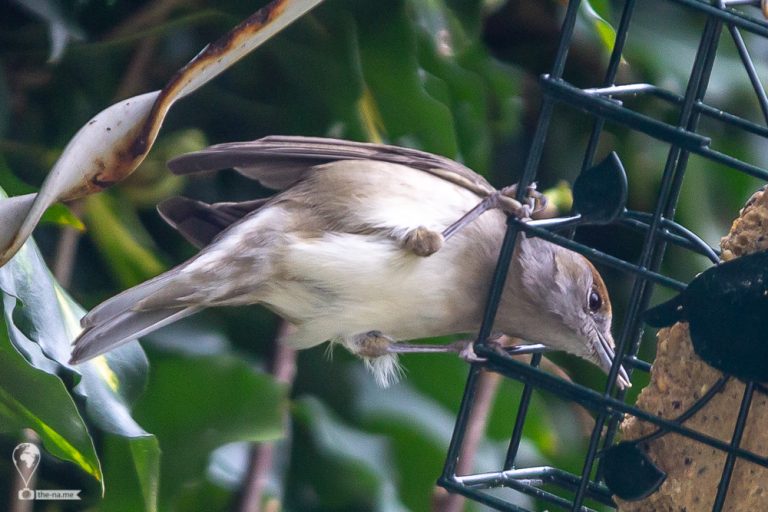Blackcaps © Tatiana Gladchenko