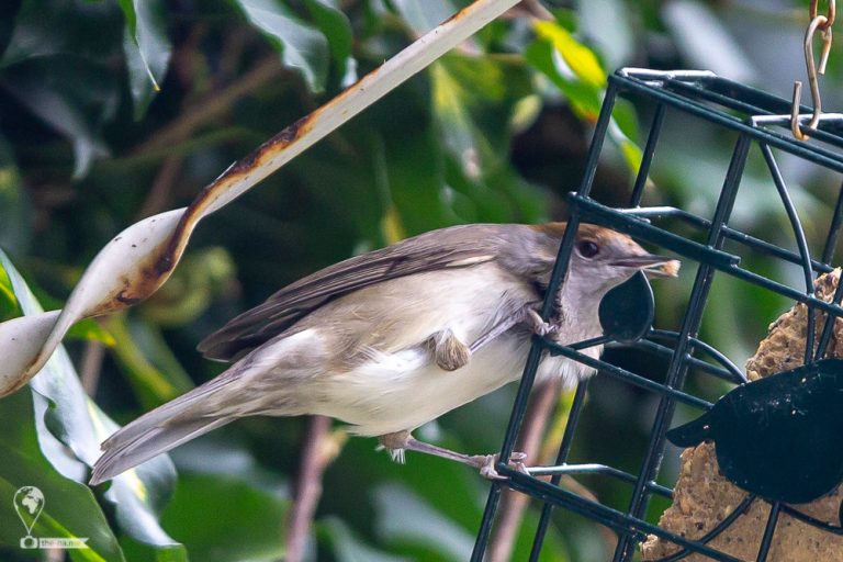 Blackcaps © Tatiana Gladchenko