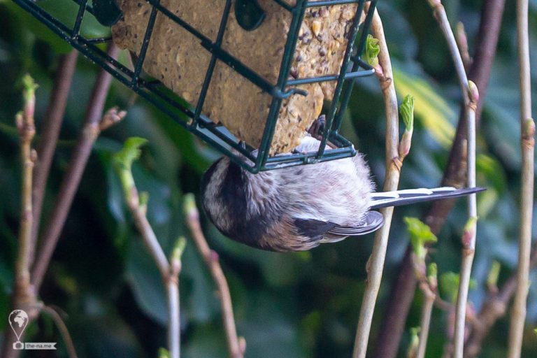 Long-tailed Tits © Tatiana Gladchenko