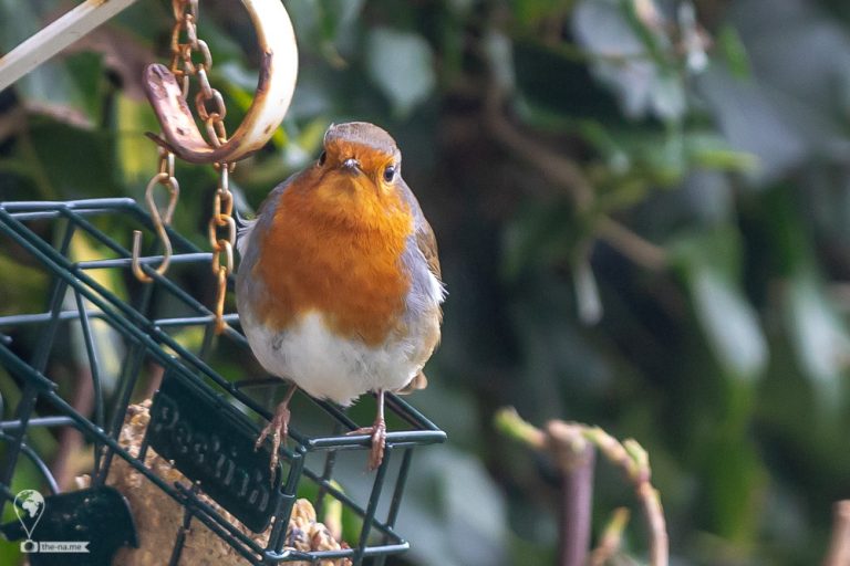 Robin © Tatiana Gladchenko