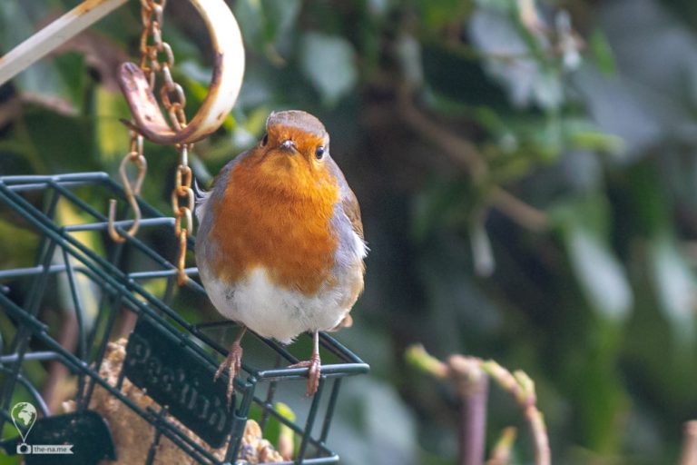 Robin © Tatiana Gladchenko