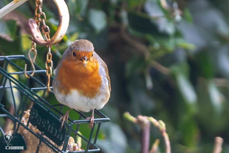 Robin © Tatiana Gladchenko