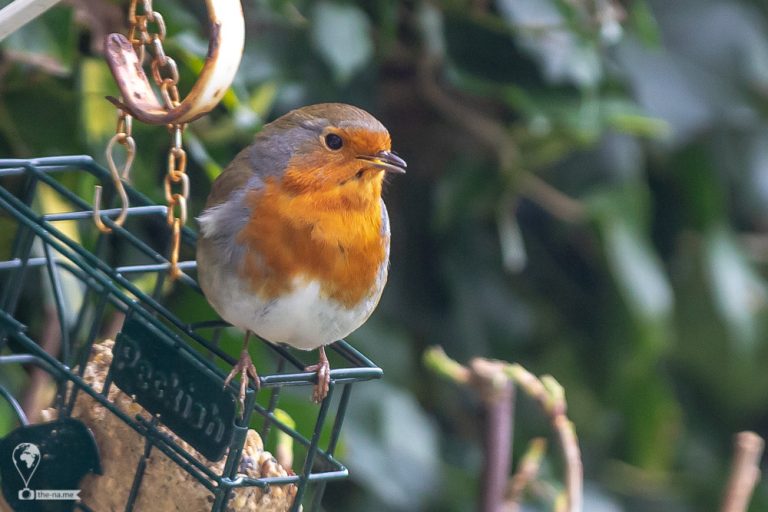 Robin © Tatiana Gladchenko