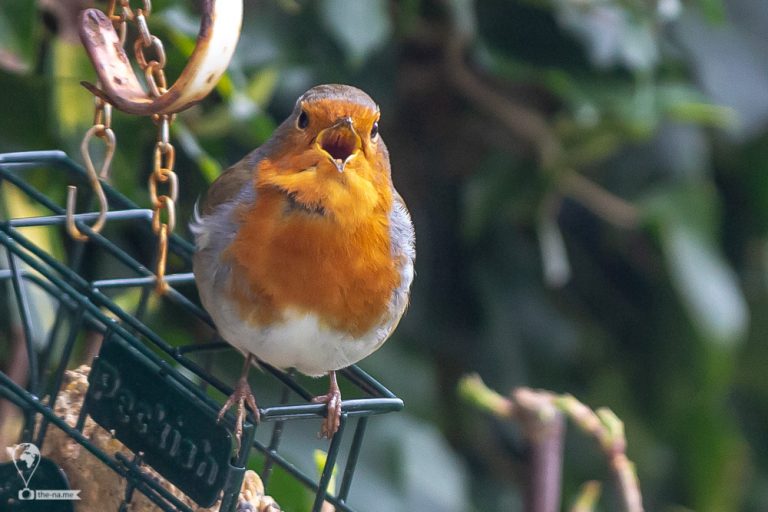 Robin © Tatiana Gladchenko