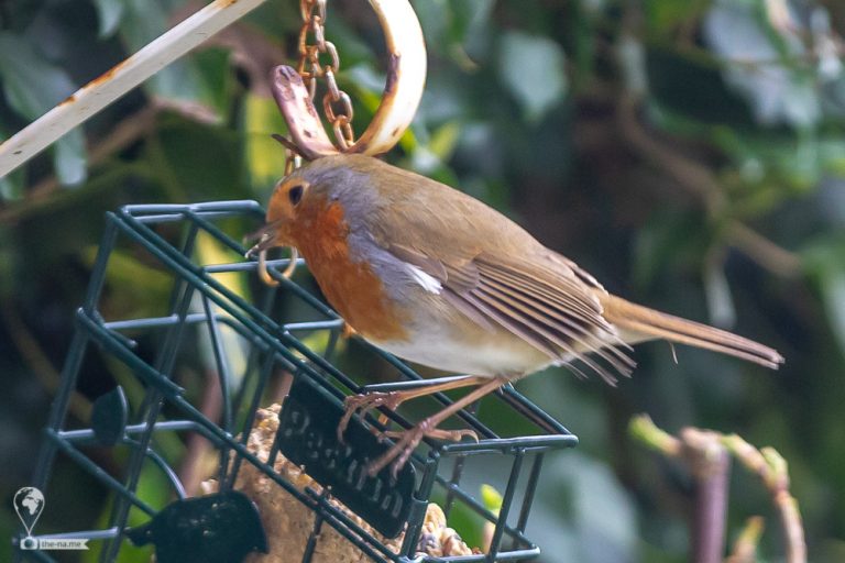 Robin © Tatiana Gladchenko