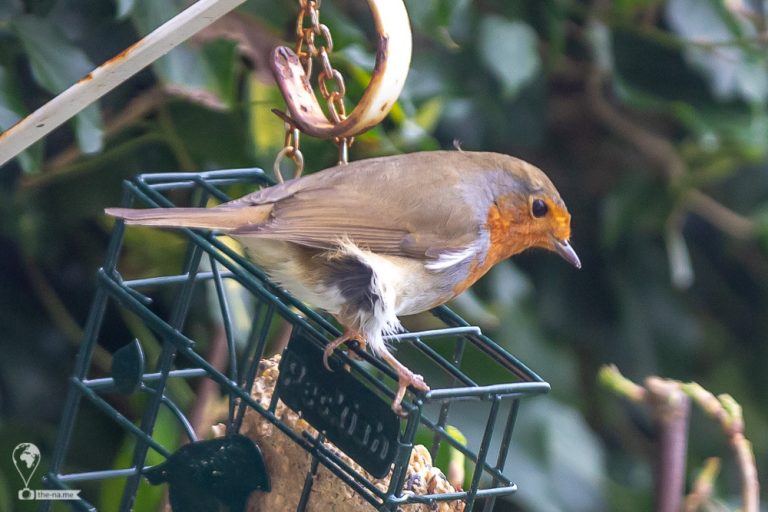 Robin © Tatiana Gladchenko