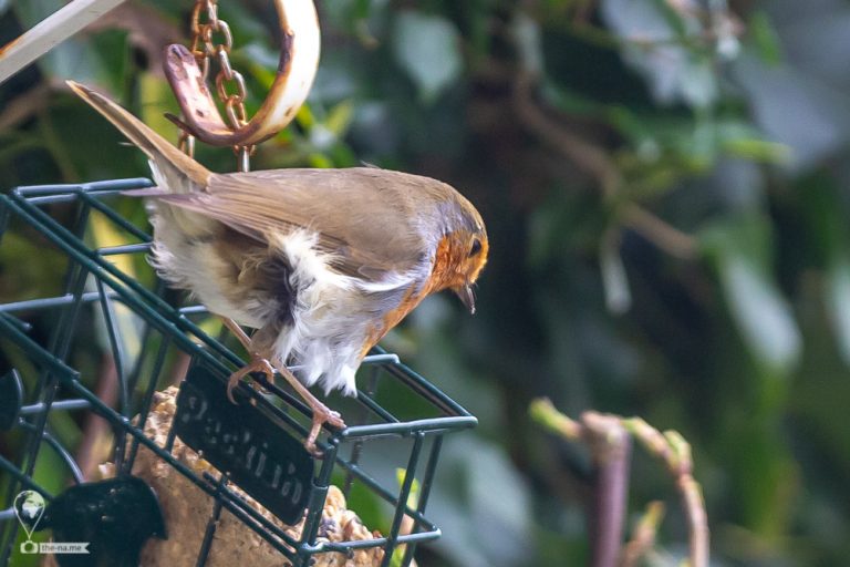 Robin © Tatiana Gladchenko