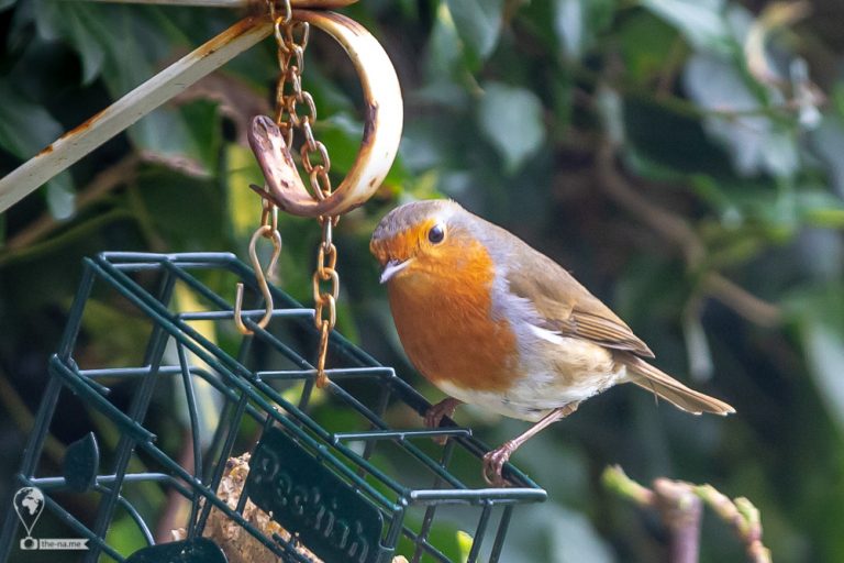 Robin © Tatiana Gladchenko