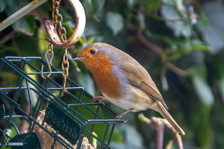 Robin © Tatiana Gladchenko