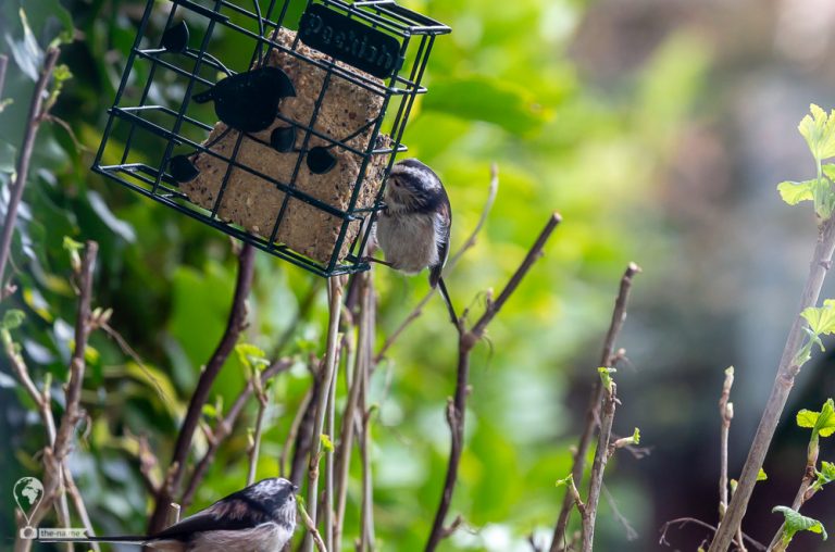 Long-tailed Tits © Tatiana Gladchenko