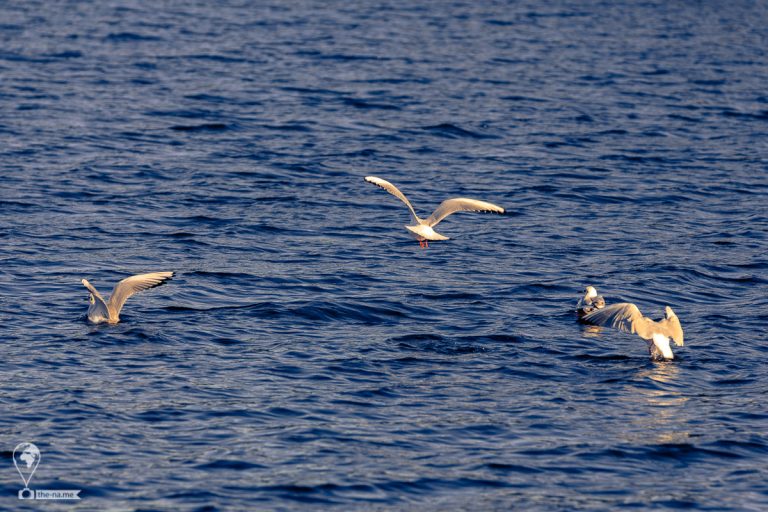 Sunset Cruise 2019 © Tatiana Gladchenko