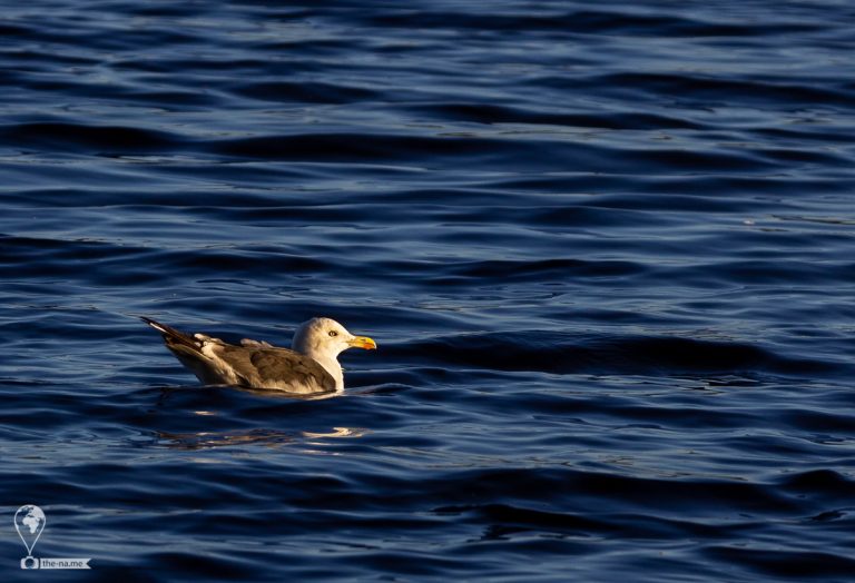 Sunset Cruise 2019 © Tatiana Gladchenko