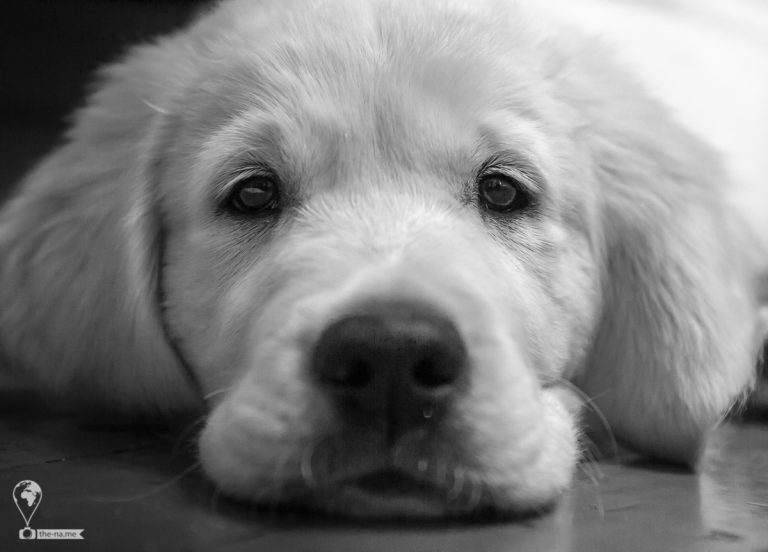 Vasko 2016 © Tatiana Gladchenko