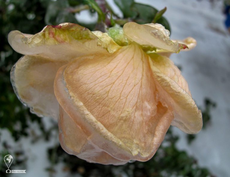 Rostov 2010 © Tatiana Gladchenko