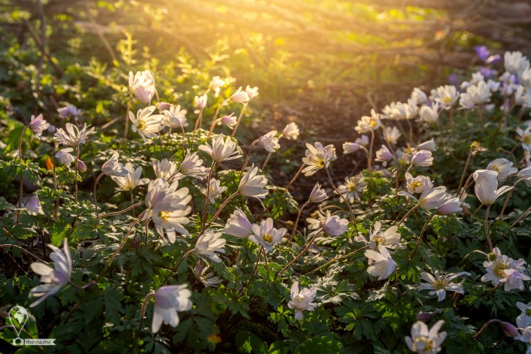 Blarney 2019 © Tatiana Gladchenko