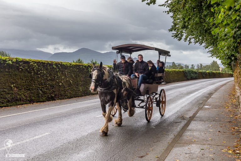 Killarney 2019 © Tatiana Gladchenko