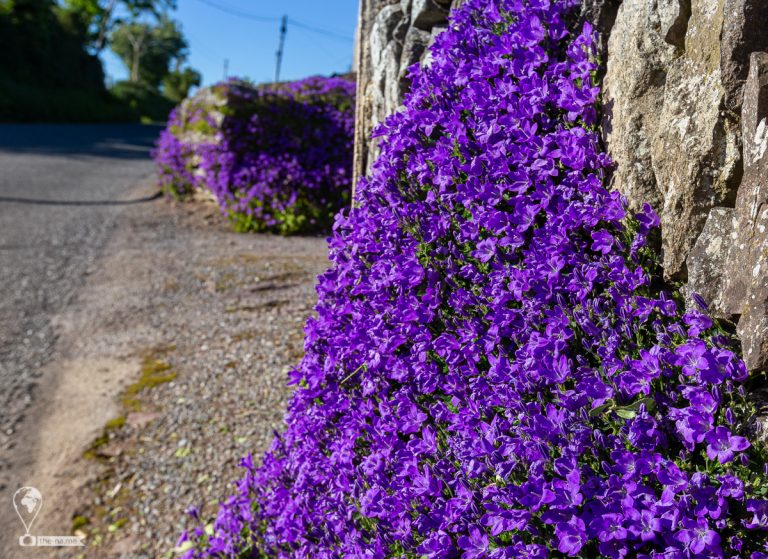 Myrtleville 2021 © Tatiana Gladchenko