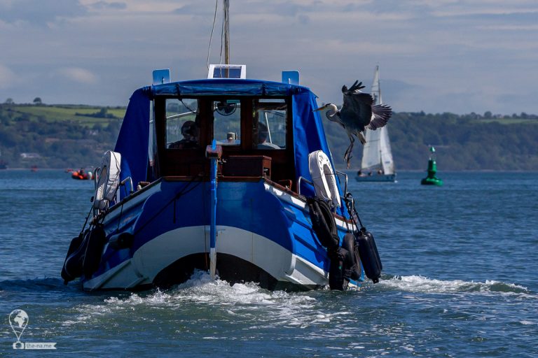 Crosshaven 2021 © Tatiana Gladchenko