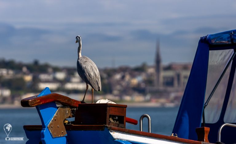 Crosshaven 2021 © Tatiana Gladchenko