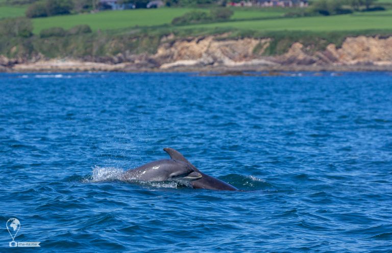 Crosshaven 2021 © Tatiana Gladchenko