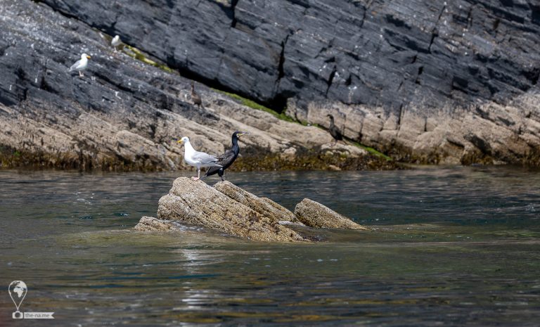 Crosshaven 2021 © Tatiana Gladchenko