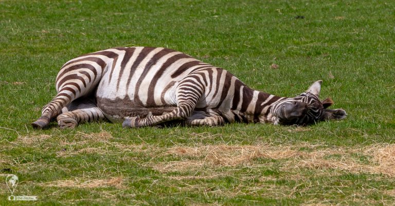 Fota 2019 © Tatiana Gladchenko