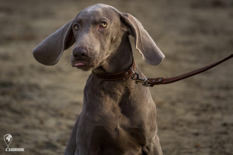 Dogs © Tatiana Gladchenko
