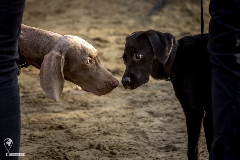 Dogs © Tatiana Gladchenko