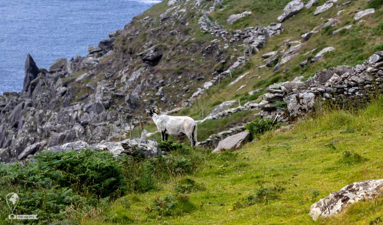 Kerry 2019 © Tatiana Gladchenko